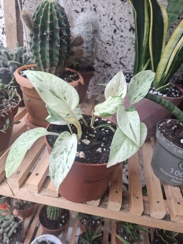 özçelik makina 2. el: Qazanda olan Epipremnum aureum 'Manjula' bitkisi. Bu növ — 1