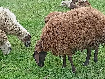 balaca quzu: Qoyun (qəhvəyi yunlu) Qala qoyunu toglu 1nci qarna bogaz - Cins tipi — 2