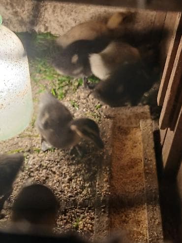 Mal-qara: 15 gunluk Ruan ordey balaları satilir Blue var hemde Saksonu blue ve — 6