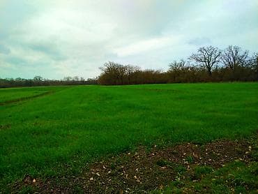 300 sot, Kənd təsərrüfatı, Mülkiyyətçi, Kupça (Çıxarış)