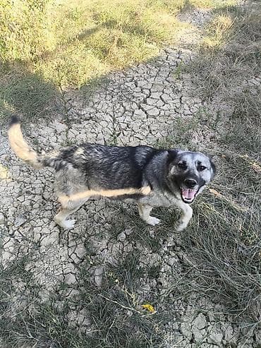 tap.az itlerin satisi: Alman çoban iti — 6