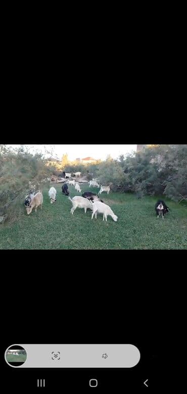 sort keciler: Məhsul: Keçi sürüsü Təsvir: - Şəkillərdə müxtəlif rəng və ölçüdə (ağ — 2