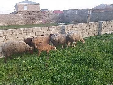 4 qoyun 2 bala qoyunların ikisi boğazdır.binə südçülük savxozunda