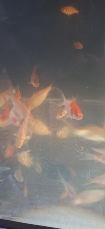 Digər heyvanlar: Qızıl balıq, Sülhsevər, Pulsuz çatdırılma — 6