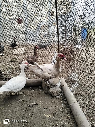 ucuz goyercinler: Məhsul: Musk ördəkləri (hind ördəyi) Təsvir: - Şəkillərdə müxtəlif — 1