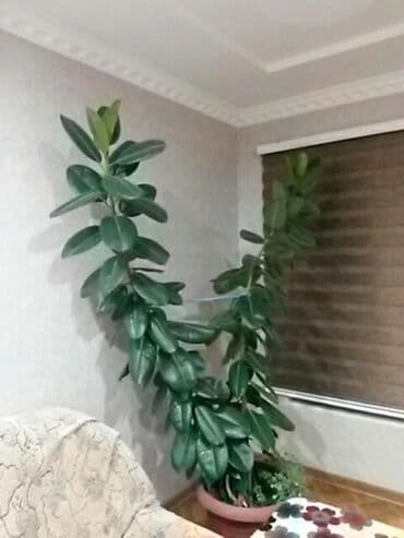 Lincoln: Fikus bitkiləri satılır . Həmişəyaşıldır . Otaqların ofislərin — 8