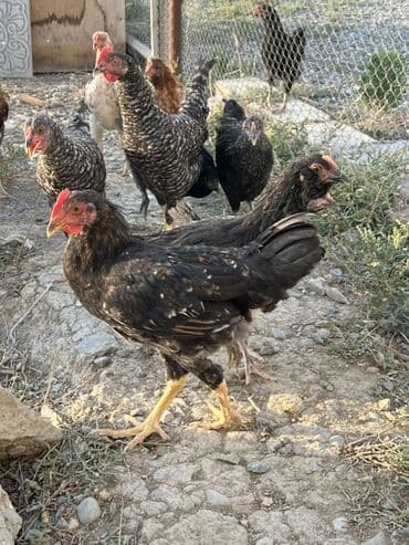cücə və xoruz: Toyuq, Australorp, Brama, Damazlıq, Ünvandan götürmə — 1