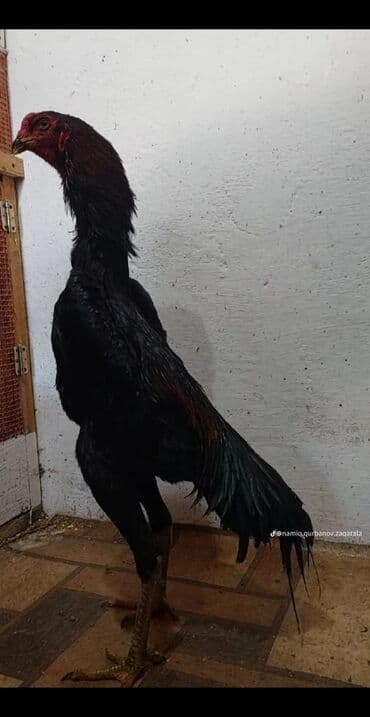Куры: Heyrati oh shamo 8 ayliq Hind (Asil tipli) — 2