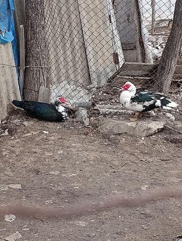 azəri pişik adları: Erkək, | Lal ördək, Damazlıq, Ödənişli çatdırılma — 2