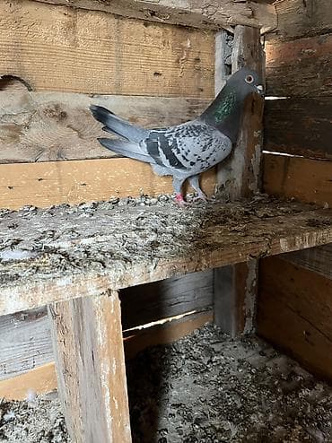 tovuz quşu: Göy Maya aşaqı yeri yoxdur — 1