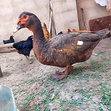 cane corso tap az: Orginal Təmiz qan Krasnador Erkəyi 6 Aylıqdı Tam Sağlam ideal erkəydi — 3