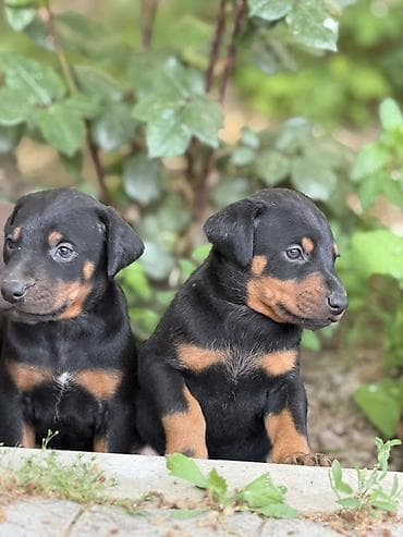 doberman satilir: Doberman, 1 ay, Ünvandan götürmə — 2