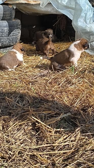 azerbaycanca at adları: Qafqaz çoban iti — 6