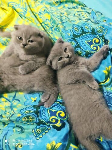 pişik üçün qum qabı: Şotland, Erkək, Dişi, Ünvandan götürmə — 13