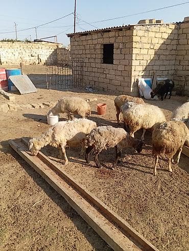 kanqal satilir: Dişi, il: 3, 60 kq, Damazlıq — 1