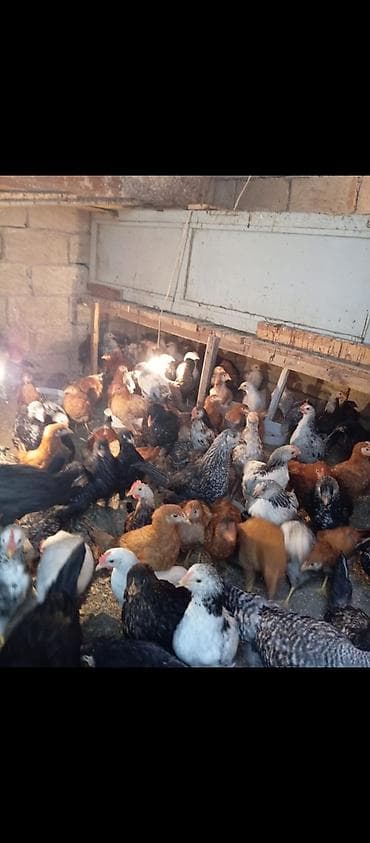 ceyranbatan toyuq: Toyuq, Ətlik — 5