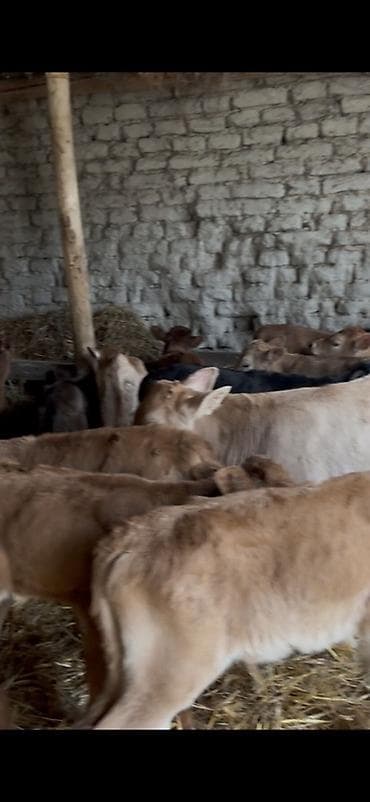 cins ineklerin satisi 2019: Satışda: dana balaları - Növ: yerli cins ətlik/südlük istiqamətə — 7