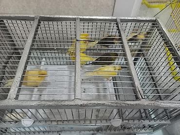 gence quşlar: Hamısı mayalardı biri 35m - Xüsusiyyətlər: melodik səs, ev şəraitinə — 3