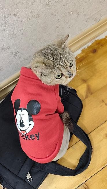 bala dana: Qızıl şinşilla, Dişi, Yaxşı əllərə, Ünvandan götürmə — 2