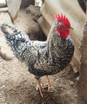 Xarkov xoruzlari istənilən sayda var 8 ayliqdirlar Təsvir: basga