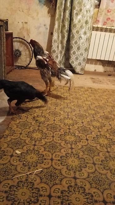 Птицы: Aseel tipli xoruz - Cinsi: Aseel (uzunboy, güclü skelet quruluşu — 2