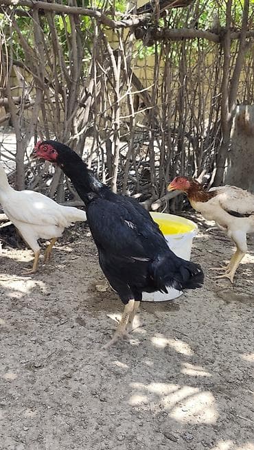 afcarka iti qiymeti: Salam.6 yawinda 800 manata damazliq alinan Özbəkistan dan gelme — 2