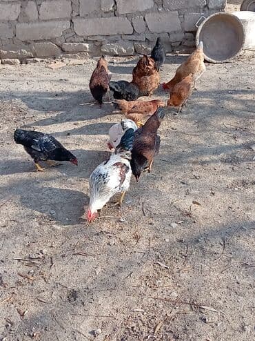 İtlər: Toyuq, Damazlıq — 4