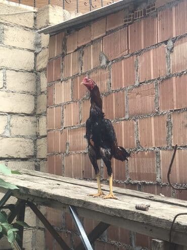 клетки для бойцовых петухов: Aseel (Malay döyüş) tipli xoruz - Uzun boylu, güclü quruluşlu, incə — 2