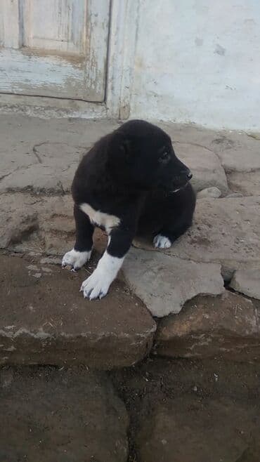 xasqi satisi: 1 ay, Dişi — 3