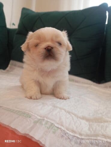 купить хаски щенка: Pekines — 4