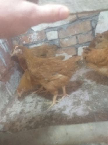 kecı: Toyuq cücələri, Ətlik — 2