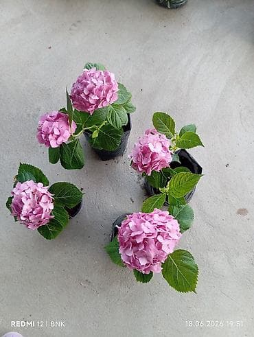 Hortensiya (Hydrangea) – çəhrayı çiçəkli, saksıda/bəsləmə torbasında
