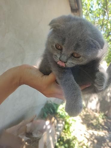 Şotland yastı qulaq, Yaxşı əllərə lalafo.az -da Şotland yastı qulaq, Yaxşı əllərə