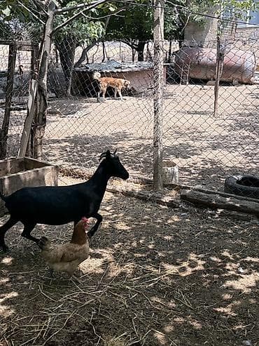 heyvan mal: Dişi, il: 1, Damazlıq, Ünvandan götürmə — 8