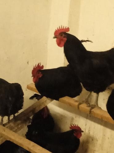 zil qara afcarka: Qara tüklü toyuq və xoruzlar – yumurta və ət istiqamətli yerli sürü — 1