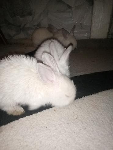 mal bazarı: Temiz koliforniya dovwanlari .anasi atasi hamsi biryerde satilir.anasi — 7