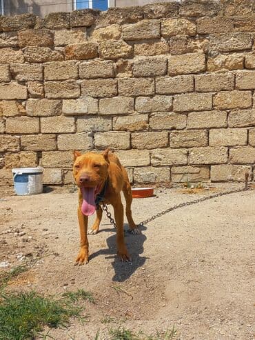 dişi pitbul: Pitbul, 2 il, Dişi, Ünvandan götürmə — 3