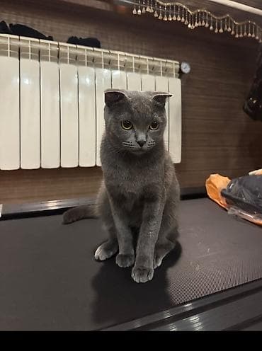 pisik ucuz: Şotland yastı qulaq — 1