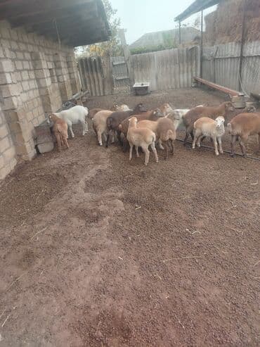 lal ordək balası satılır: Salam 50baş qoyun satılır 18 dogub 8 10 kilolug quzları var altında — 4