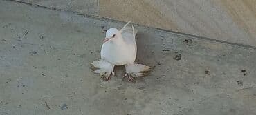 haski satilir: Satılır: Fantail tipli dekorativ göyərçin Xüsusiyyətlər: - Rəng — 6