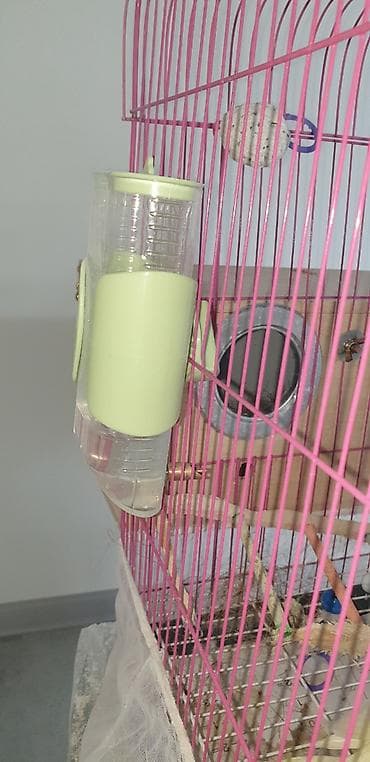 hazır yuva: Təcili korella tutuquşular satılır 🦜 Dişi və erkək korella — qohum — 6