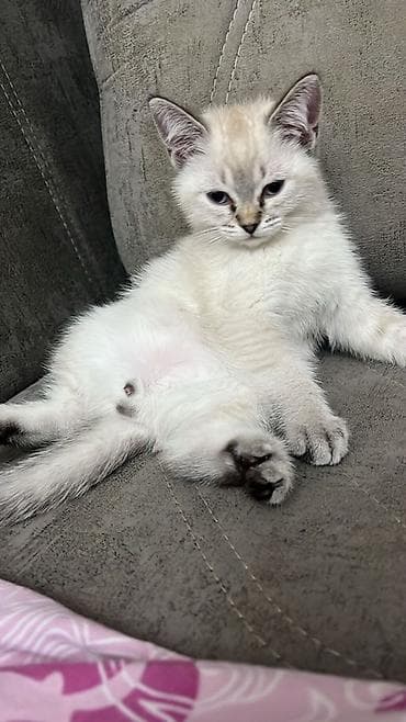 Şinşilla, Erkək, Ünvandan götürmə