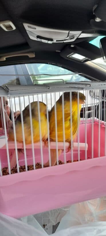 cuce qefes: Məhsul: Qloster kanareyka (crestli “Corona” tipli) Təsvir: - Nadir — 2