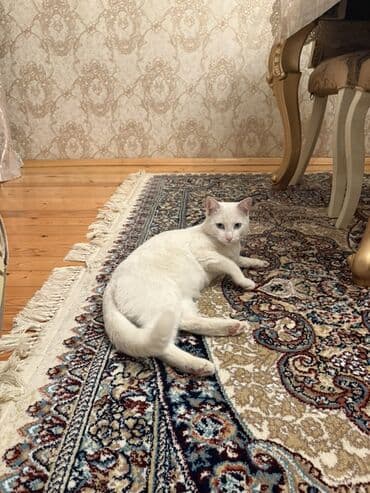 pişik sortları: Самец, В добрые руки, Самовывоз — 2