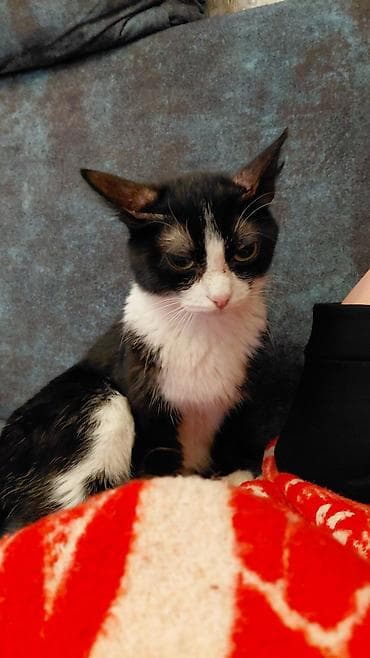 pişik həkimi: Dişi, Yaxşı əllərə, Ünvandan götürmə — 1