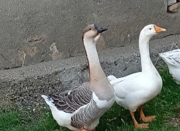 tap.az toyuqlar: Dişi, Damazlıq, Ünvandan götürmə — 2