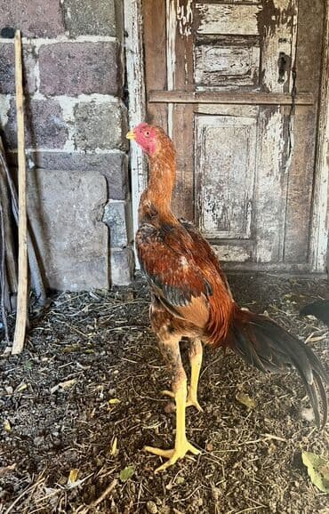 K/t heyvanları və malları: Xoruz, il: <1 — 2