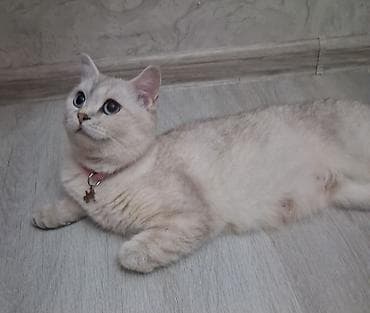 heyvanlar: Şinşilla, Dişi, Yaxşı əllərə, Ödənişli çatdırılma, Ünvandan götürmə — 3