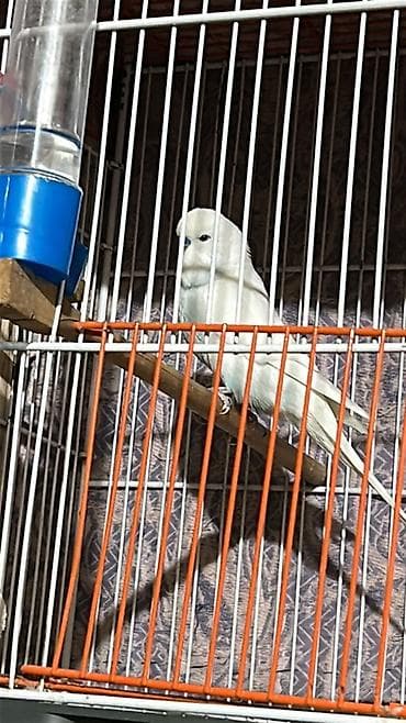 papuqay çex: Cexlerin cut 60ve 70 denen baslayir bala cexler 20 azn valin hazir — 3