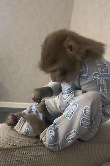 Şortlar: Uşaq pijama dəsti – açıq boz rəng, naxışlı - İki hissəli dəst — 2